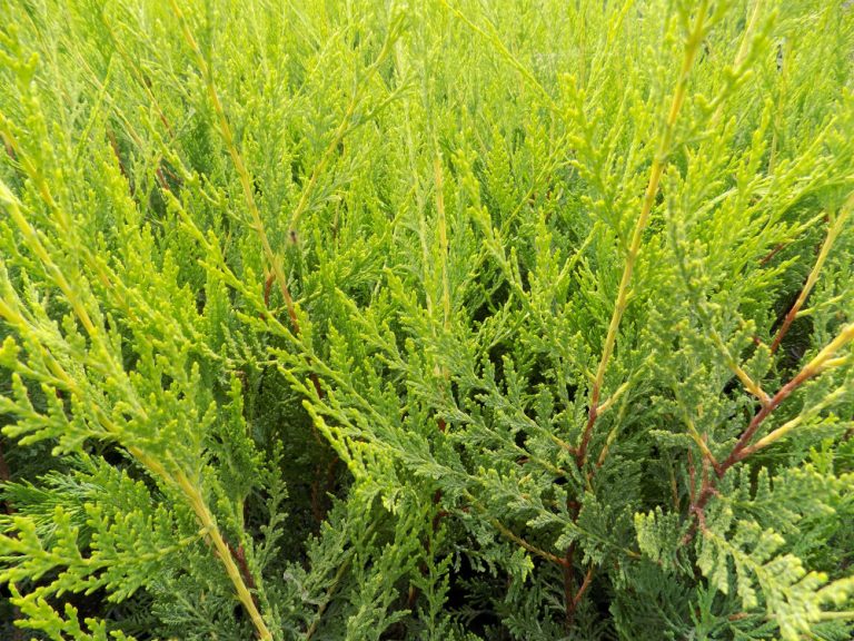 Cupressus Castlewellan Gold - Shallowmead