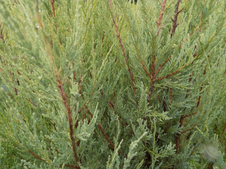 Juniperus Skyrocket - Shallowmead