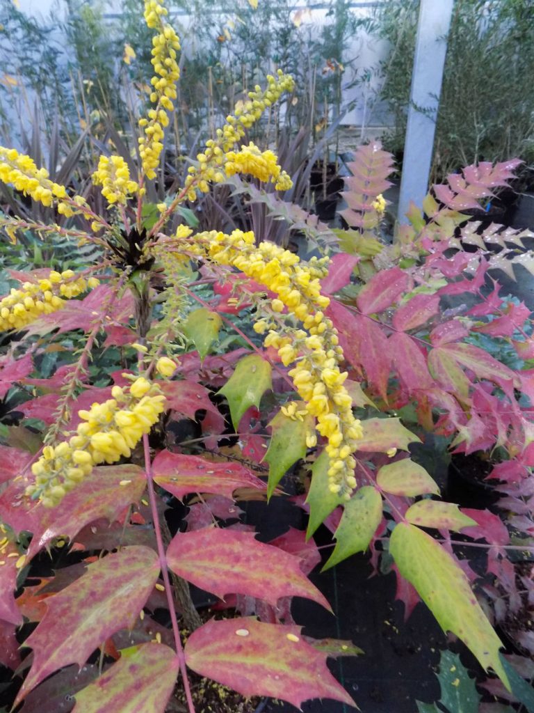 Mahonia X Media Winter Sun - Shallowmead