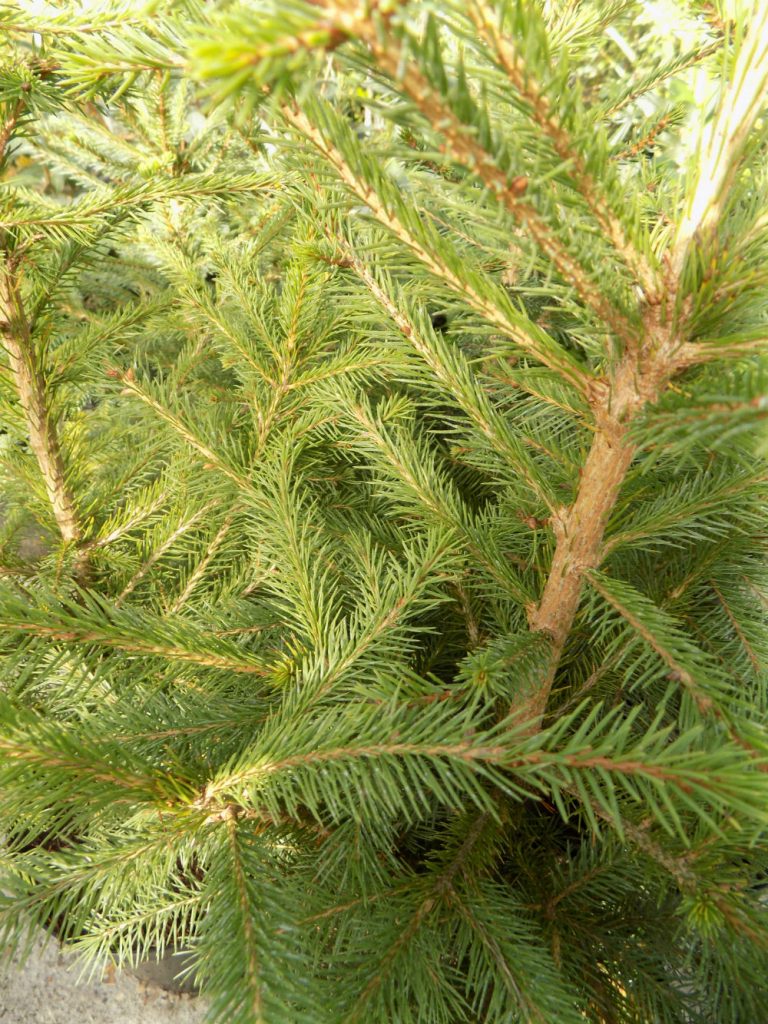 Picea Abies - Shallowmead