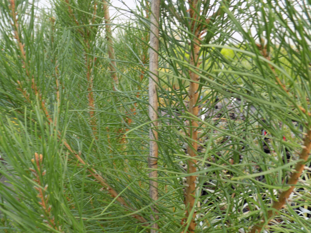 Pinus pinea - Shallowmead
