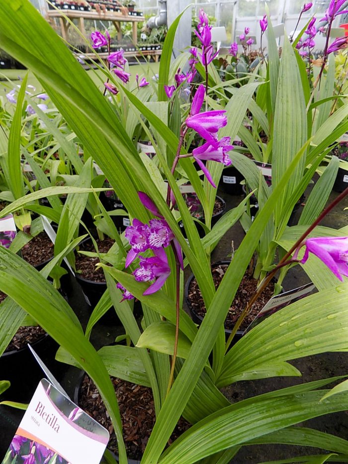 Bletilla Striata - Shallowmead